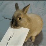 捉迷藏的小伙伴