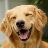狗狗我最大