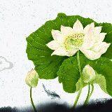 半亩花田元气生活