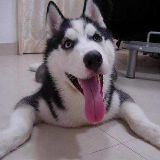 装高冷的哈士奇