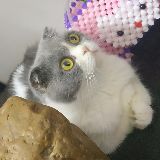 明哥的梦幻人生