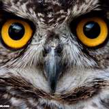 了不起的静姑娘