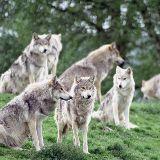 木木的动物世界