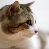 老猫归来