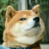 那些萌宠搞怪事