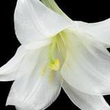 不正常人研究中心