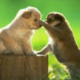 爱搞笑的眯眯狗