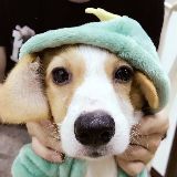 寿小嘟是只傻柯基