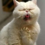 就是个笑话官方