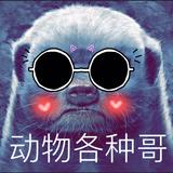动物各种哥