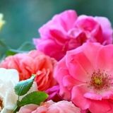 水新洁喜欢娱乐