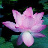 悟善李彦超戒定慧