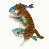 肥猫恋鱼