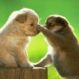 爱搞笑的小飞燕