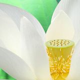 杨元甲爱娱乐
