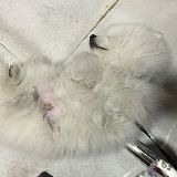 可爱的豆豆