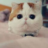 咪咕猫影视娱乐