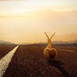 在梦想中奔跑的蜗牛