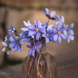 小雪的娱乐故事