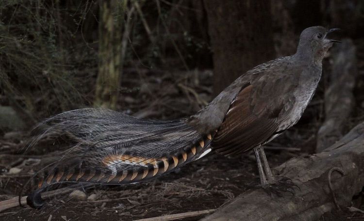 世界上最"恐怖"的鸟,尾巴上长出两条"蛇",如今面临濒危!