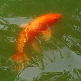 一条关于鱼的故事