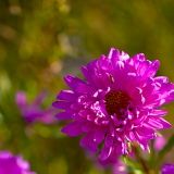 小蓝啥娱乐大咖