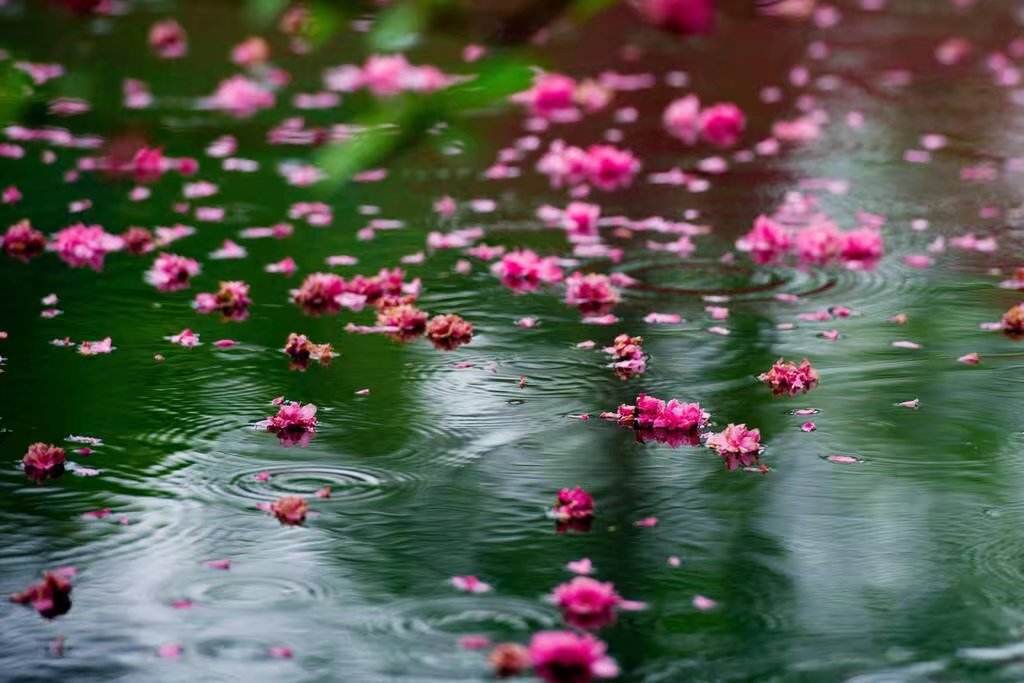 23-   雨后桃花作片飞,风前柳絮点人衣.