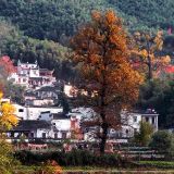 靠山古宅前的树