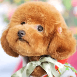 爱泰迪犬贵宾狗狗