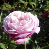 月光下的凤尾竹