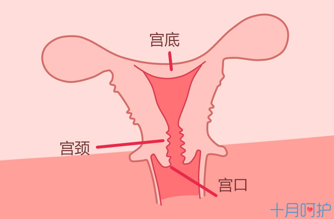 宫颈口位置示意图图片