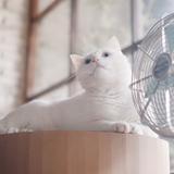 新思维PLUS小狮妹