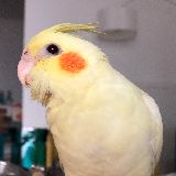 内藏玄鸡