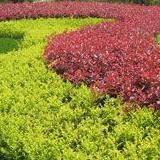 绿化苗木百事通