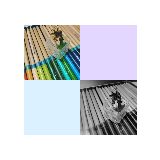 青木瓜与向日葵