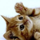 北方的猫咪