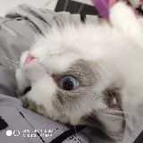 贝拉布撕家