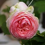 城市绿化养花匠