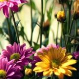 陶天和娱乐大咖