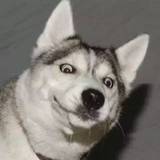 滚筒中的哈士奇