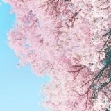 樱花贩售机