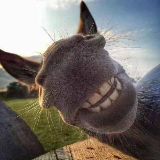 年年有鱼年年余