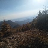 千姿百态的森林