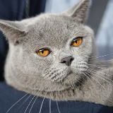 小柠檬的美食世界