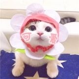 泡泡猫啊
