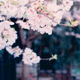 春光十里