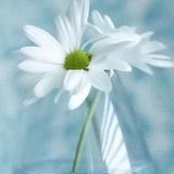 爱情是属于每个人的