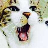 猫公子