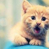 献尧说智能硬件