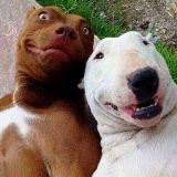 小柳笑说娱乐事